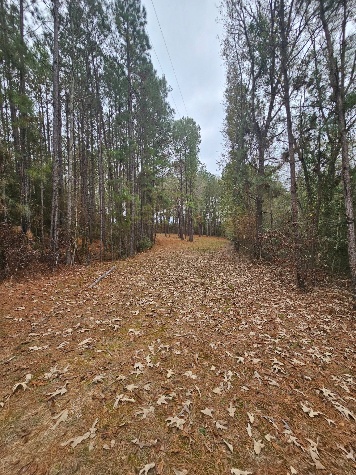 263 Wishing Trail Livingston, TX 77351 - Photo 13 of 18 a view of a yard with trees
