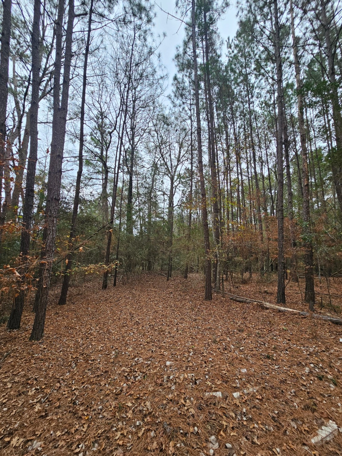 263 Wishing Trail Livingston, TX 77351 - Photo 2 of 18 a backyard of a house with lots of green space