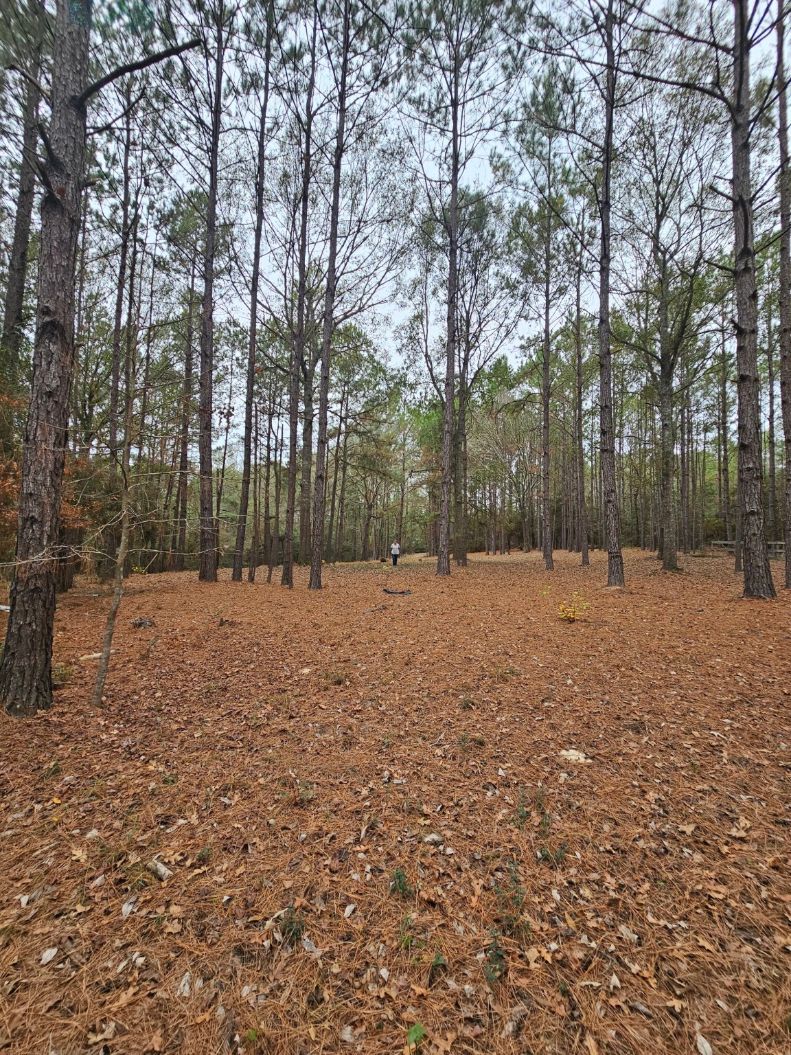 263 Wishing Trail Livingston, TX 77351 - Photo 3 of 18 a view of snow covered with trees