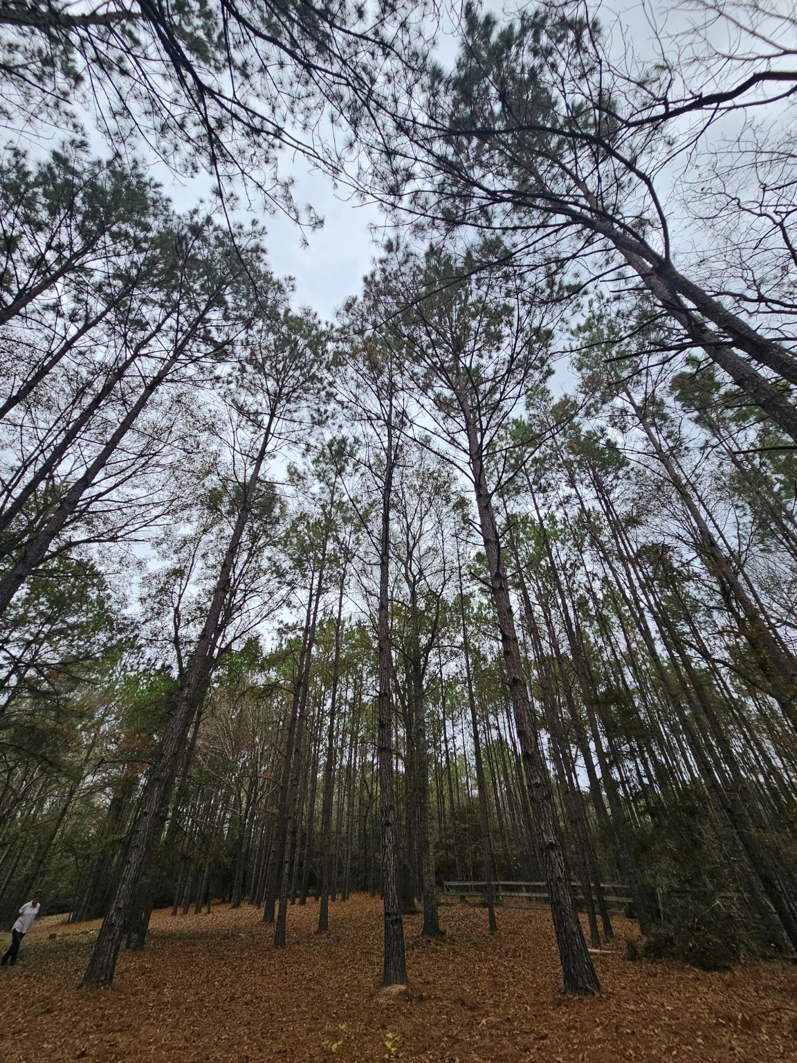 263 Wishing Trail Livingston, TX 77351 - Photo 5 of 18 a view of a forest with trees in the background