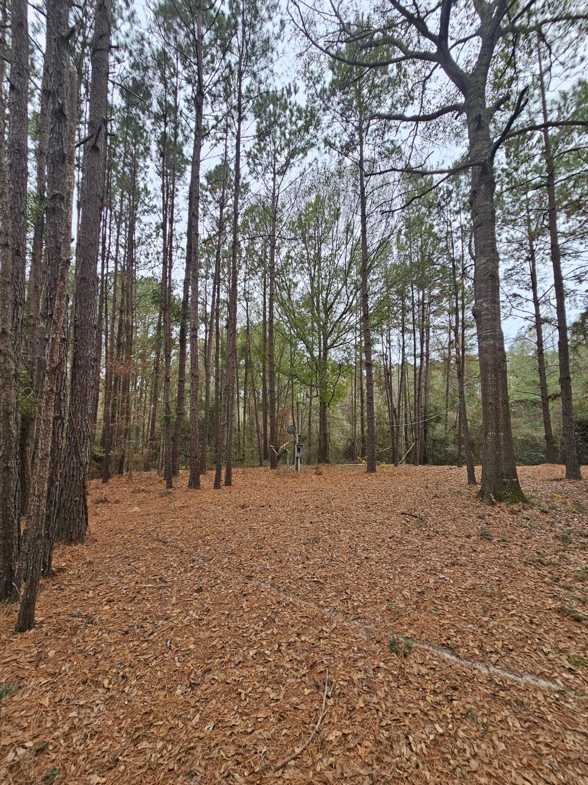 263 Wishing Trail Livingston, TX 77351 - Photo 6 of 18 a backyard of a house with large trees