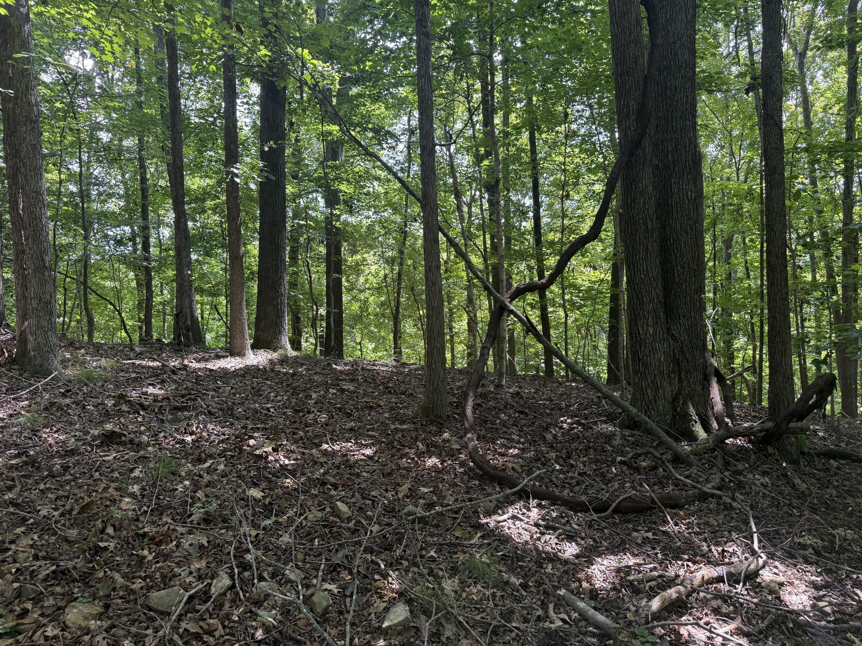 0 Perry Springs Road Eddyville, KY 42038 - Photo 11 of 41 5