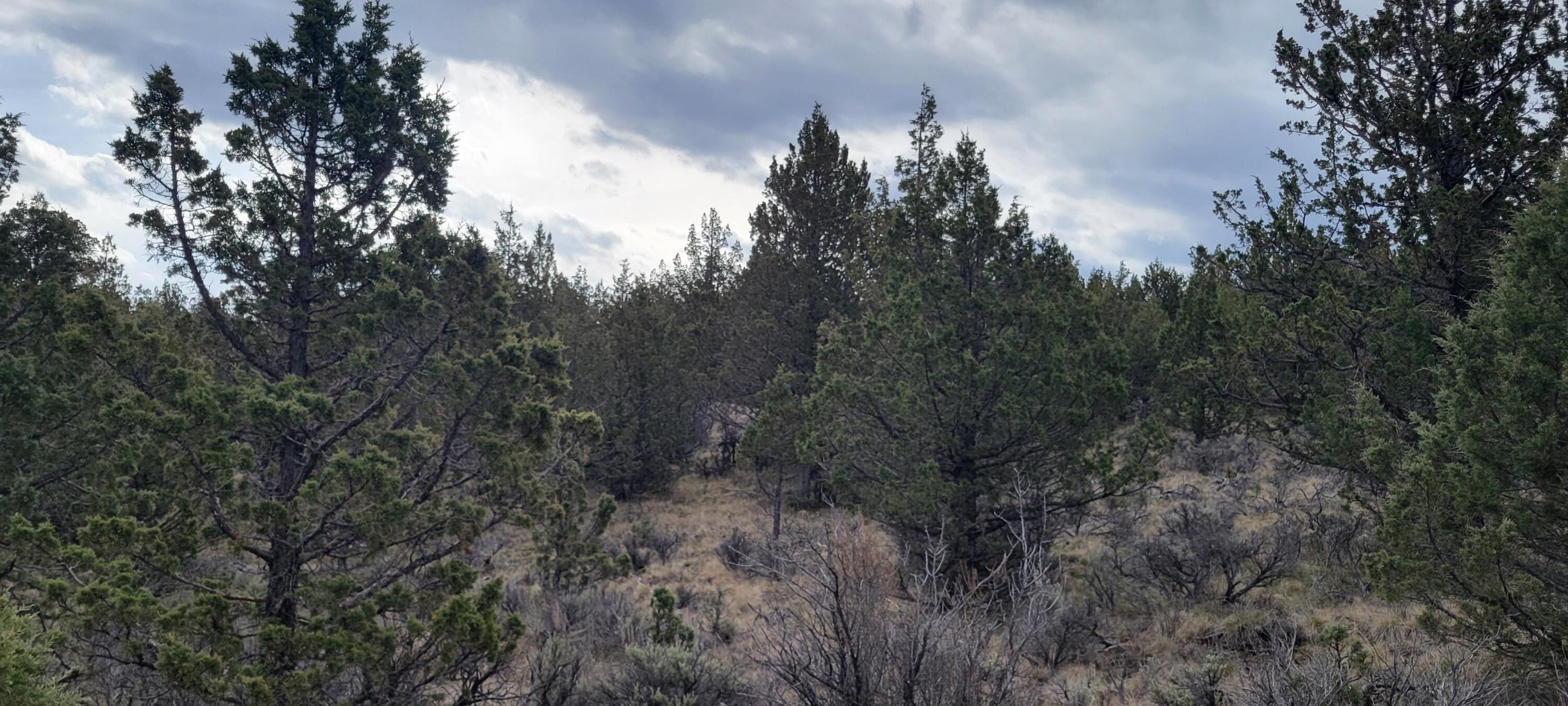 1500 Southeast Osprey Road, Unit 62 Prineville, OR 97754 - Photo 5 of 26 Wooded 03