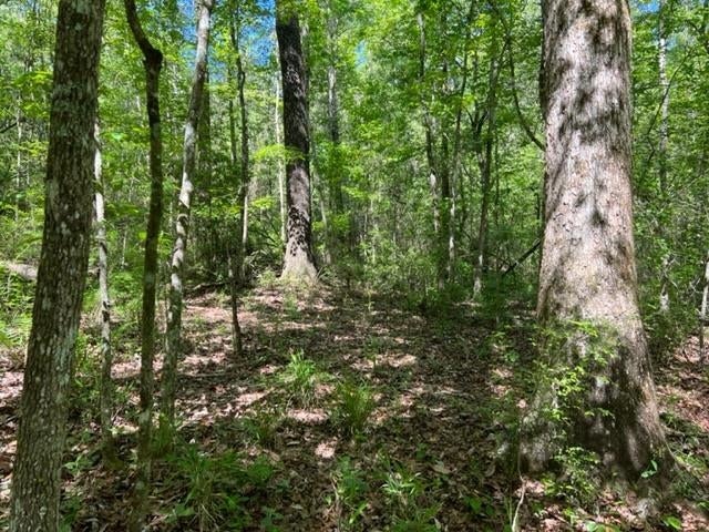 0 Old Boggy Road Opp, AL 36467 - Photo 10 of 24 Gallery Image 10