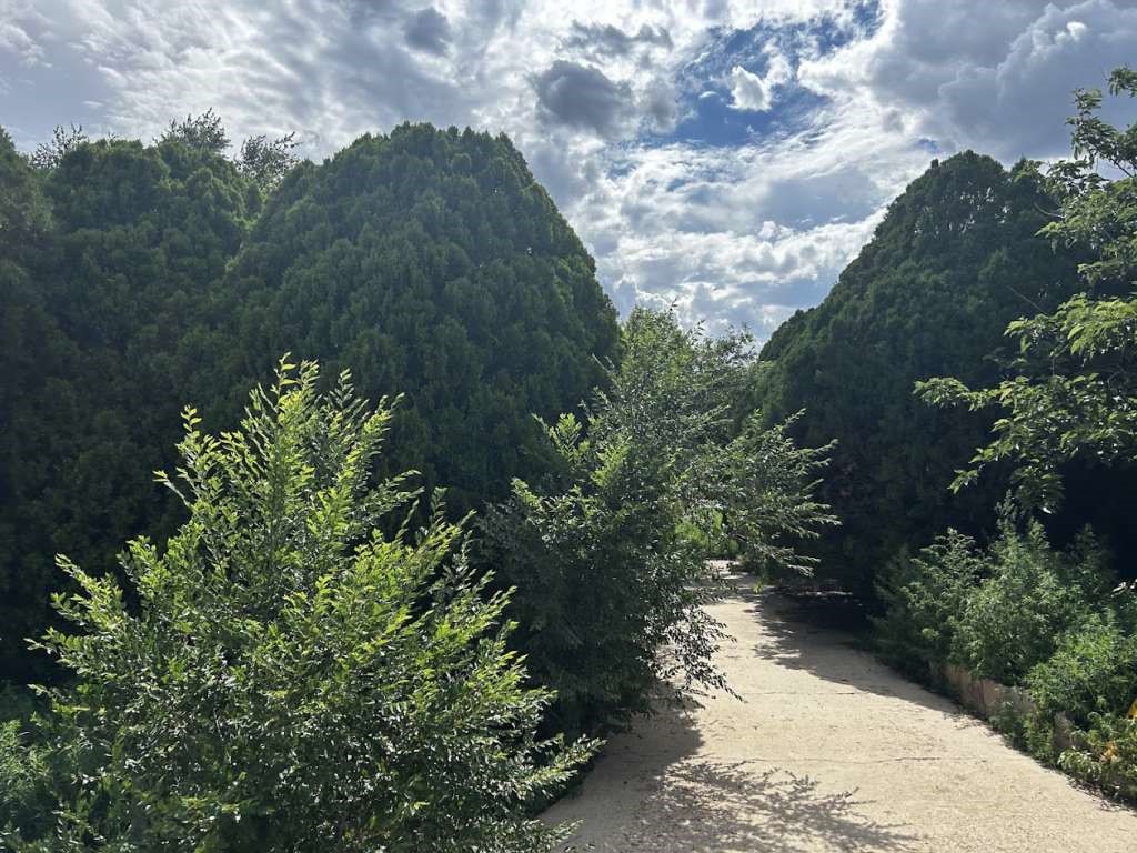 a picture of trees with side of street
