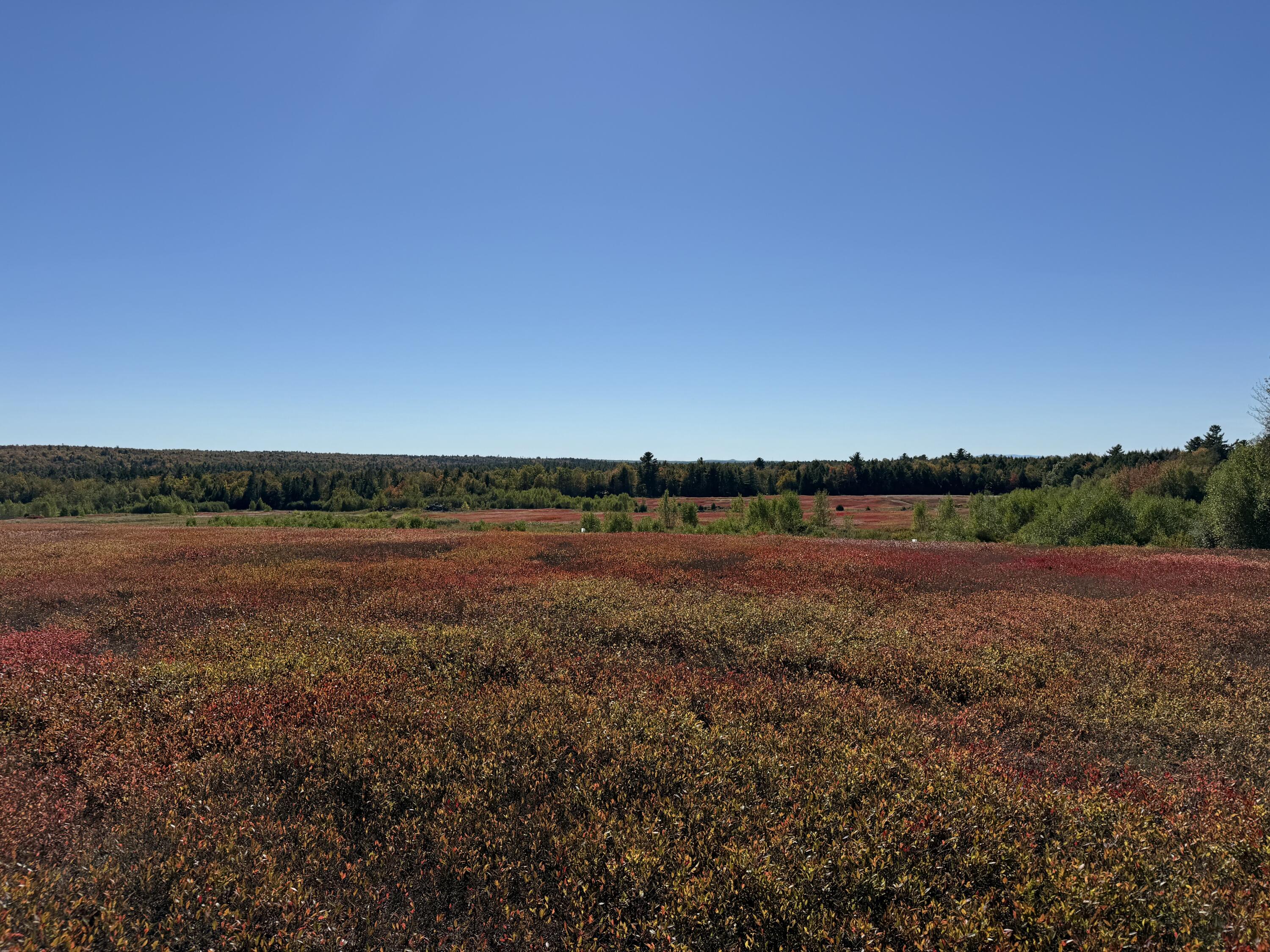 Map19-lot28 Leach Road Penobscot, ME 04476 - Photo 15 of 21 MAP 19 LOT 28