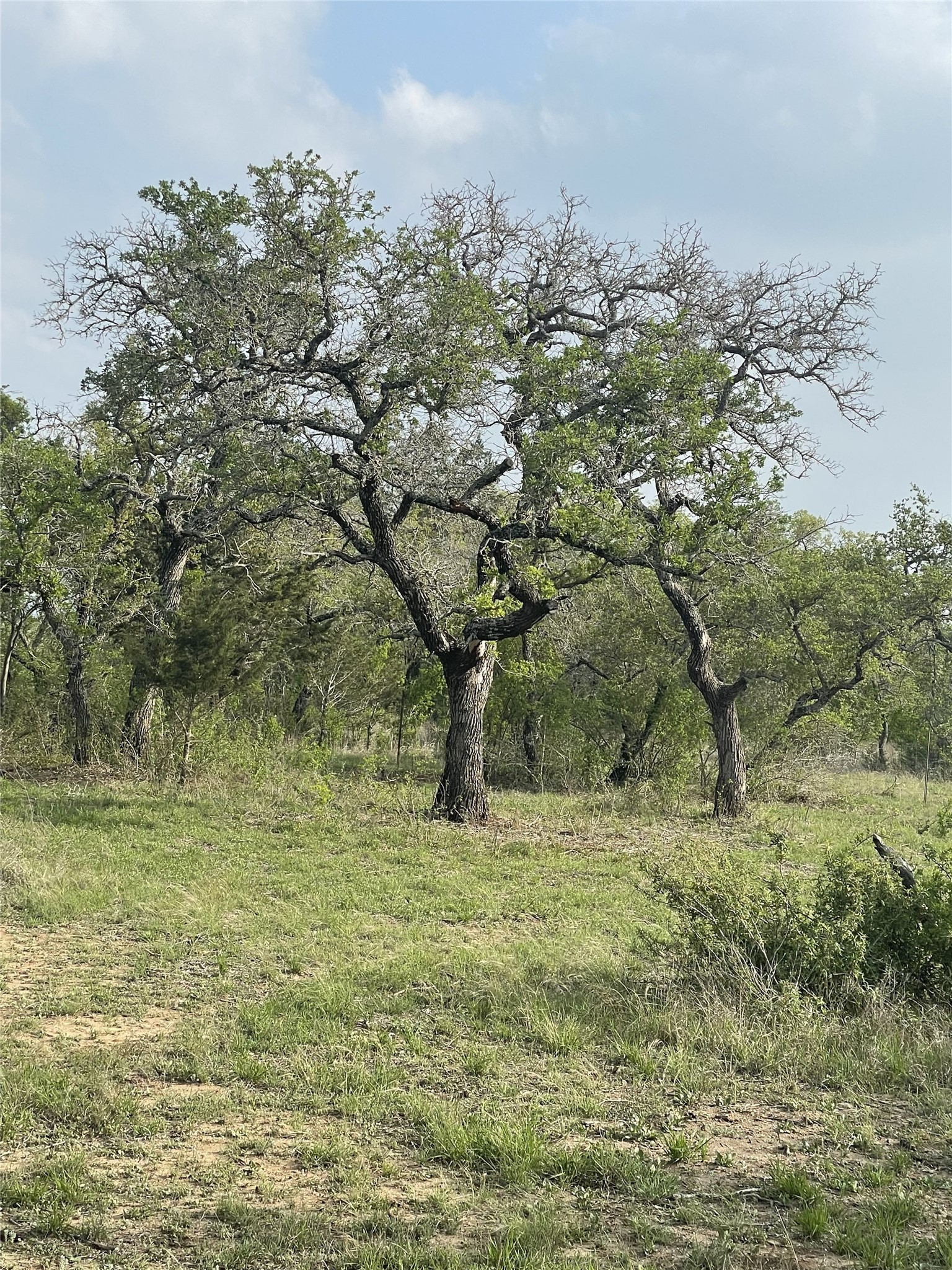 Tbd Winnie Smith Road Round Mountain, TX 78663 - Photo 25 of 30 a view of a field with trees