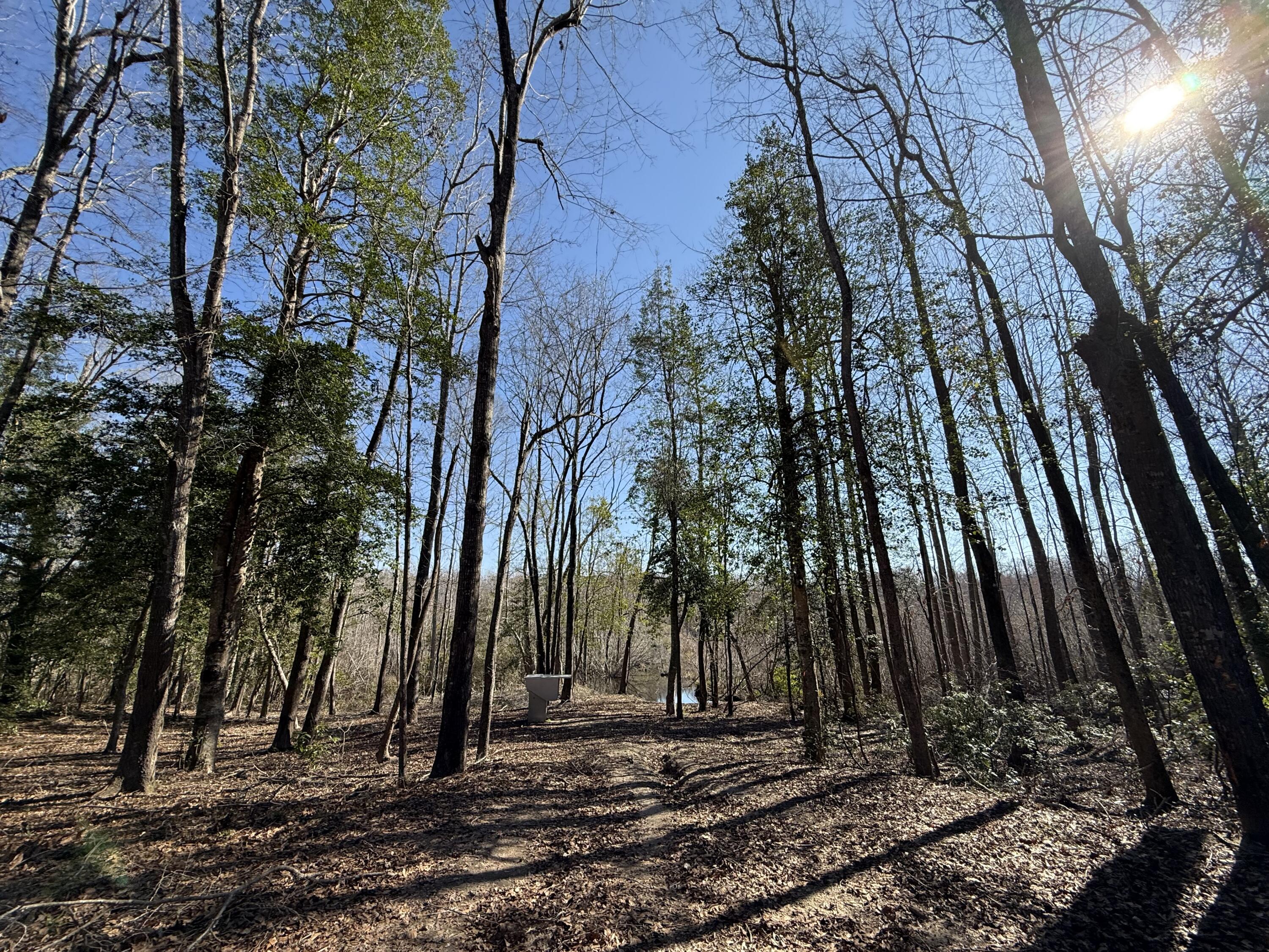 0 Healing Springs Road Blackville, SC 29817 - Photo 16 of 25 IMG_0406