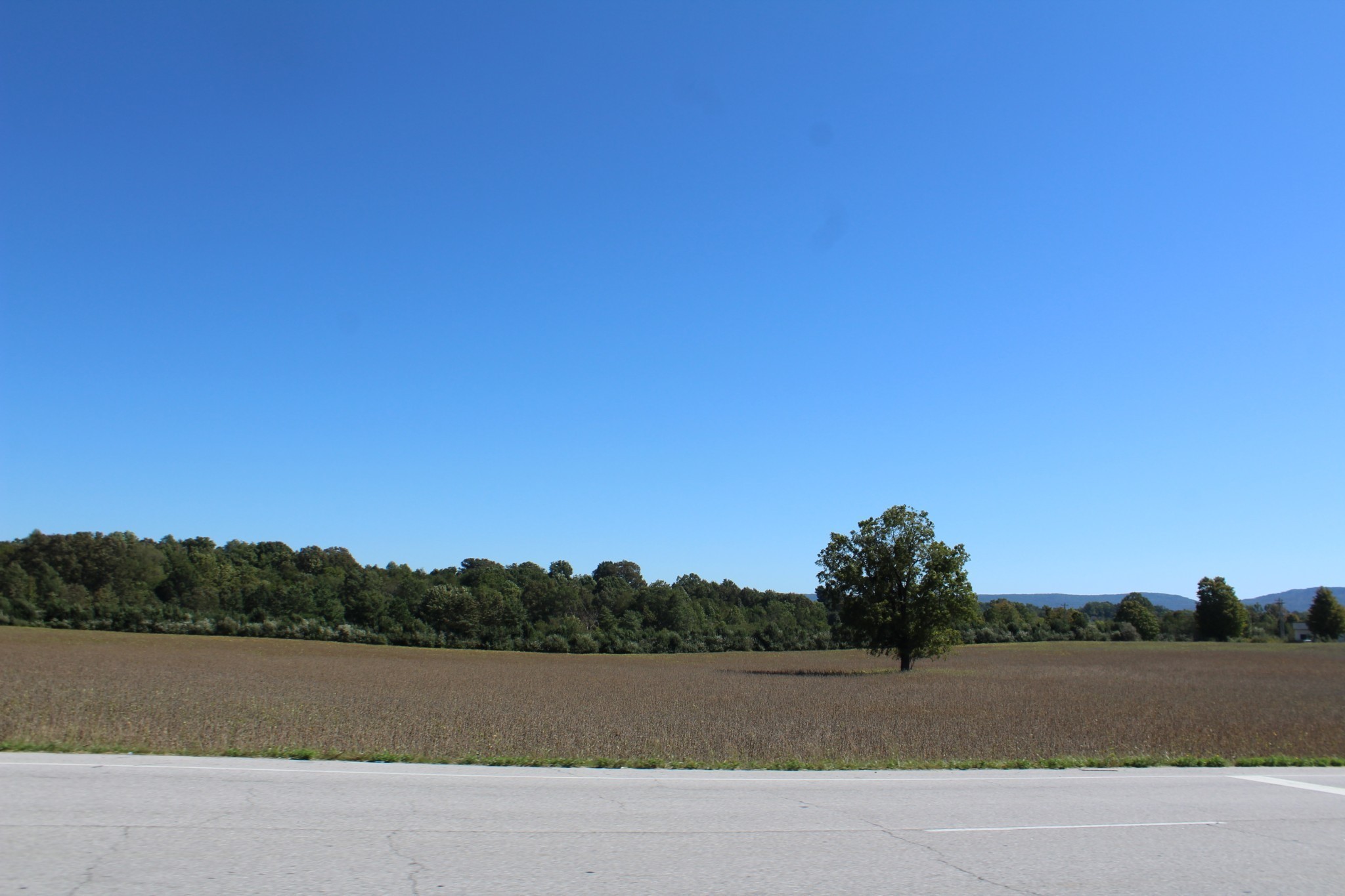 a view of mountain and trees