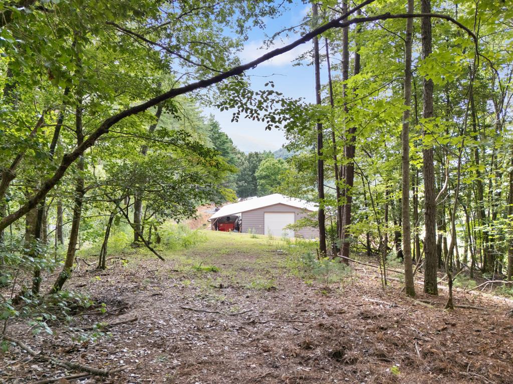 a view of a yard with plants and large trees