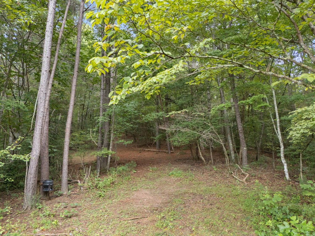 115 Ash Loop Road Hayesville, NC 28904 - Photo 34 of 37 a view of forest