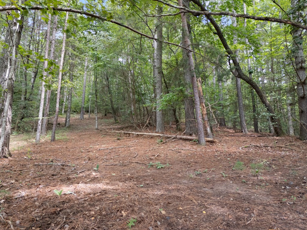115 Ash Loop Road Hayesville, NC 28904 - Photo 35 of 37 a view of a forest with trees in the background