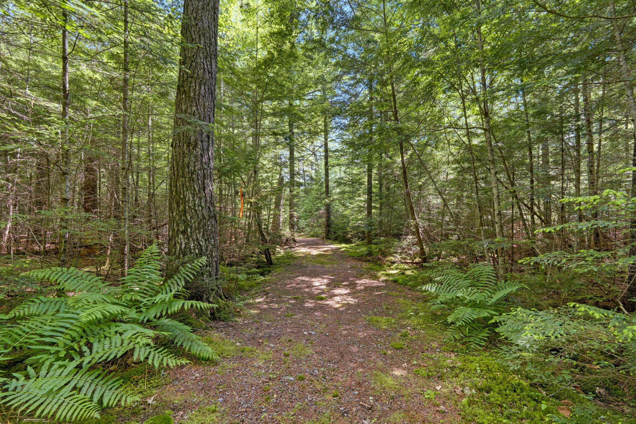 Lot 131 Lot Road Cherryfield, ME 04622 - Photo 41 of 63 41-web-or-mls-lot-131-upper-lead-mountai
