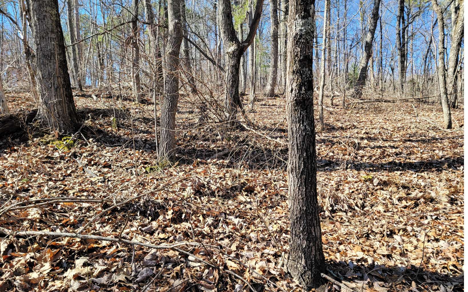24 Wolf Mountain Road Murphy, NC 28906 - Photo 4 of 4 a view of a yard with a trees