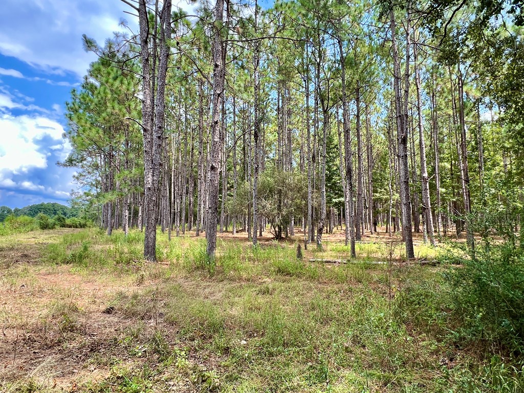 202-acres Columbus Holley Road Samson, AL 36477 - Photo 13 of 50