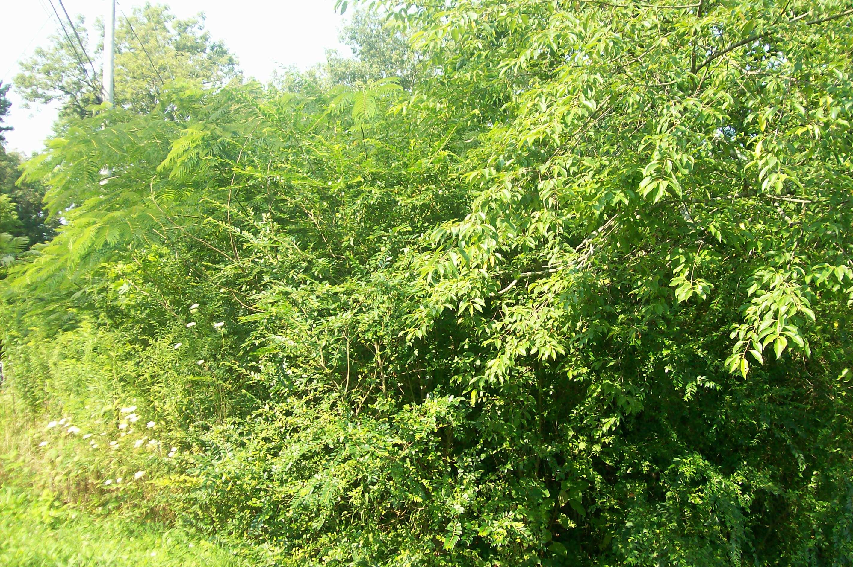 Blue Springs Road La Follette, TN 37766 - Photo 11 of 16 101_6755