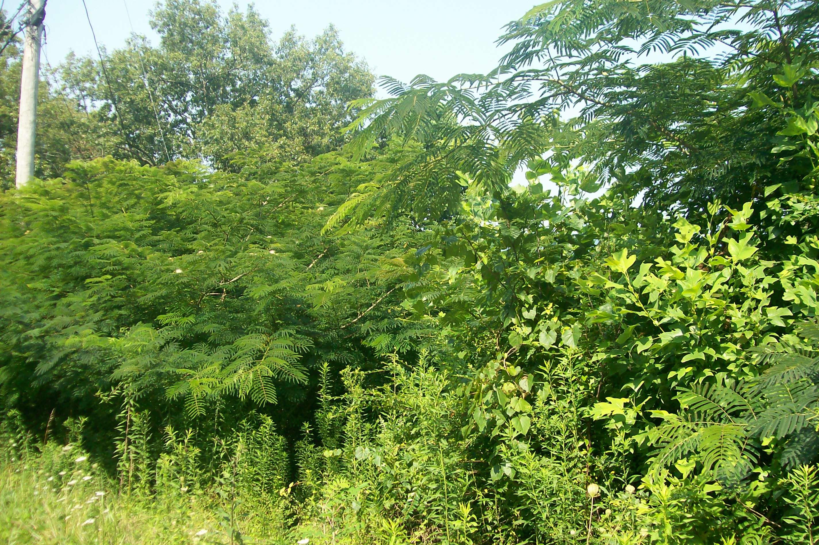 Blue Springs Road La Follette, TN 37766 - Photo 12 of 16 101_6750