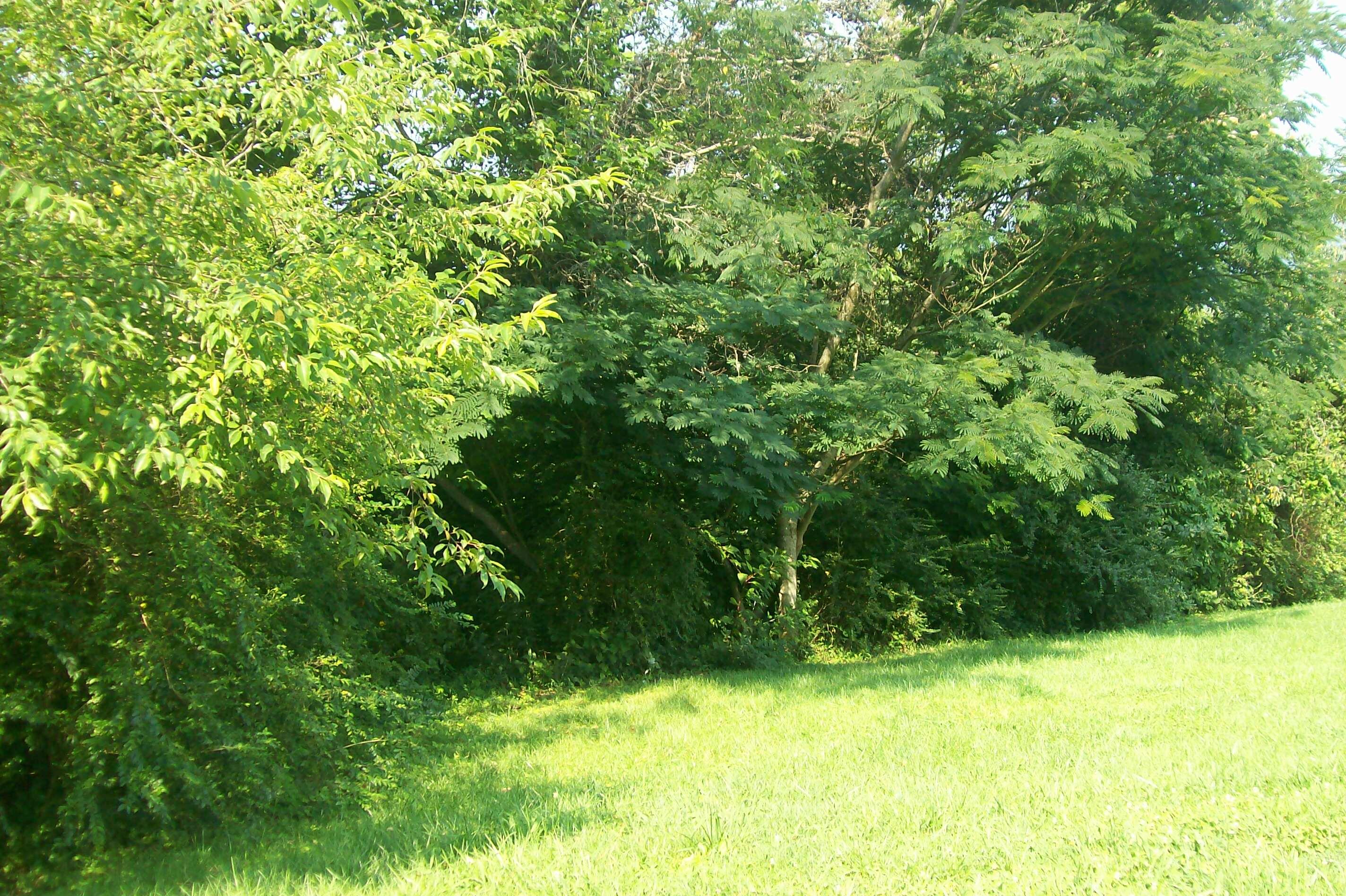 Blue Springs Road La Follette, TN 37766 - Photo 15 of 16 101_6753