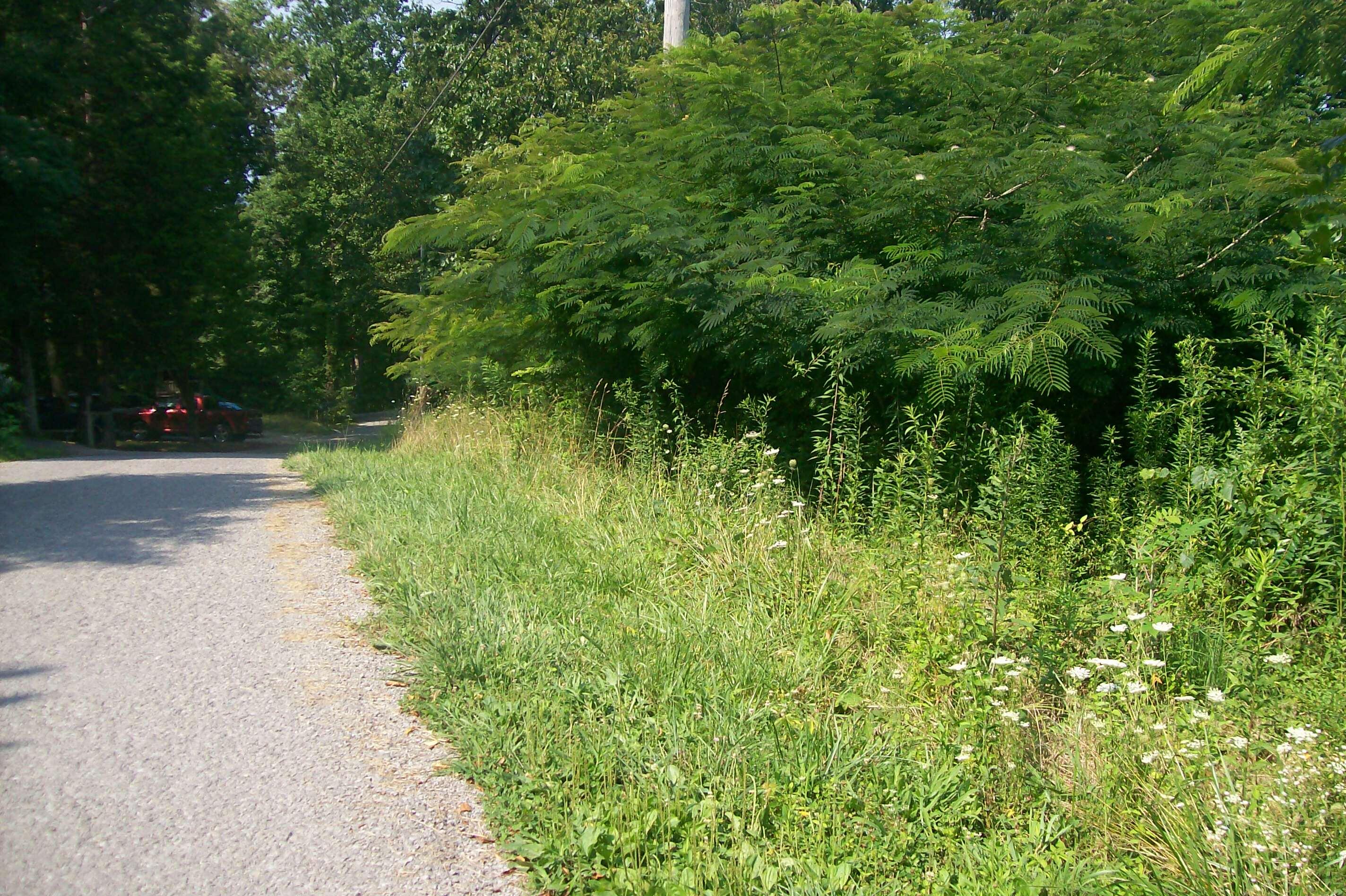 Blue Springs Road La Follette, TN 37766 - Photo 16 of 16 101_6751