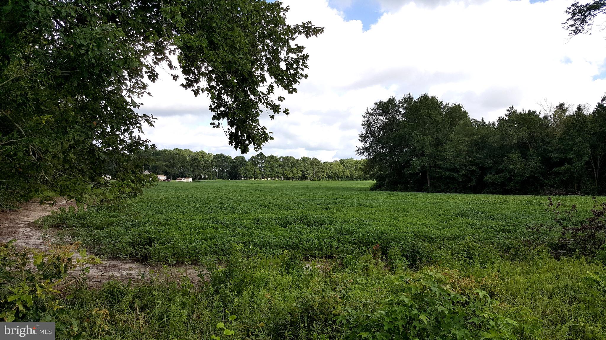 6892 Morris Road Pittsville, MD 21850 - Photo 14 of 17 Southeasterly view from Warren Rd