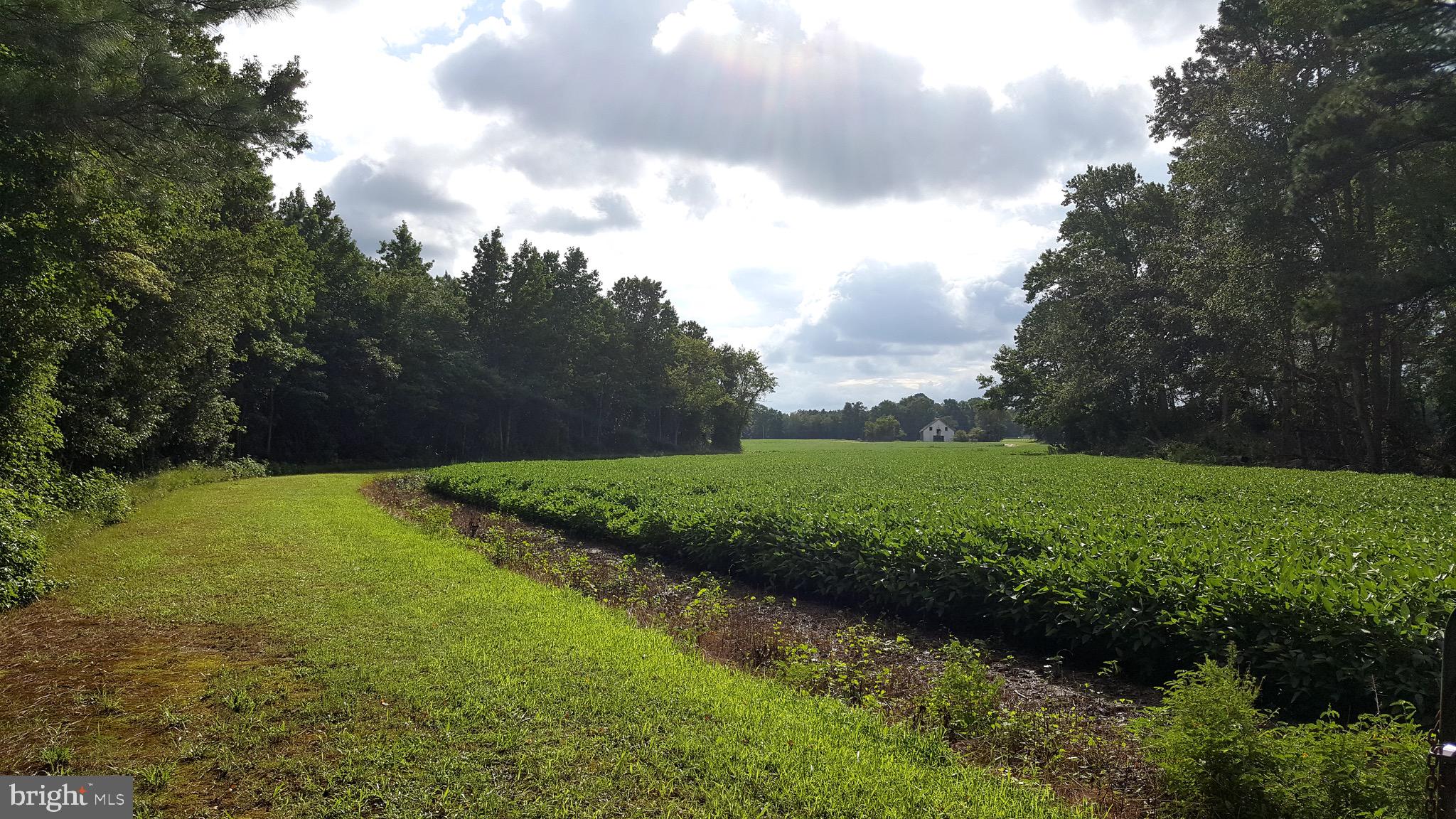 6892 Morris Road Pittsville, MD 21850 - Photo 15 of 17 Easterly View from Warren Road