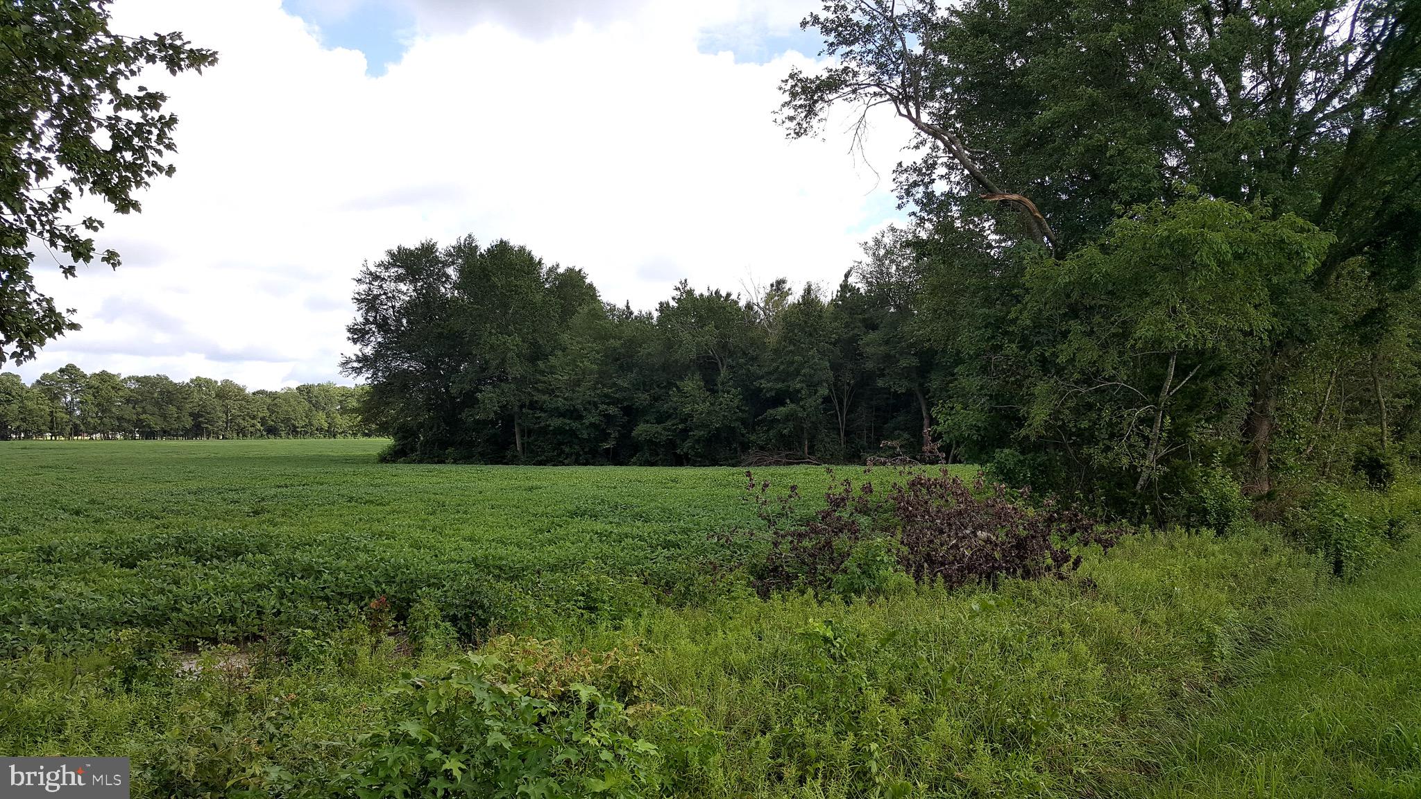 6892 Morris Road Pittsville, MD 21850 - Photo 16 of 17 Southeasterly view from Warren Road