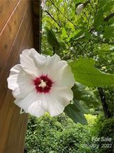 341 Church Road Asheville, NC 28804 - Photo 27 of 45 Gallery Image 27