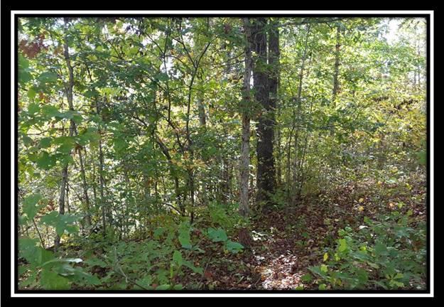 1328 Peters Branch Road Crown City, OH 45623 - Photo 7 of 10