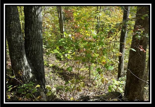 1328 Peters Branch Road Crown City, OH 45623 - Photo 8 of 10
