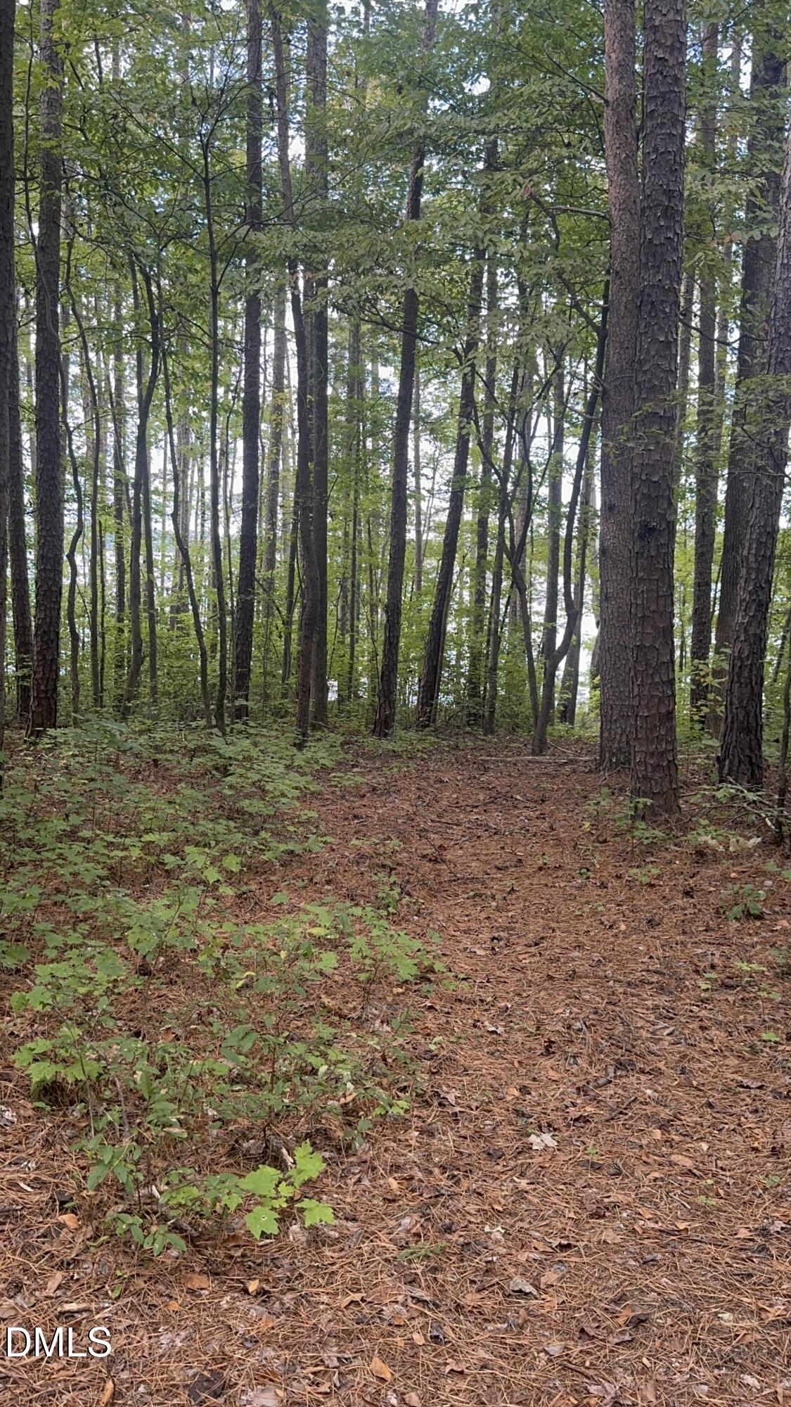 0 New Mayo Drive Roxboro, NC 27574 - Photo 14 of 27 a big yard with trees