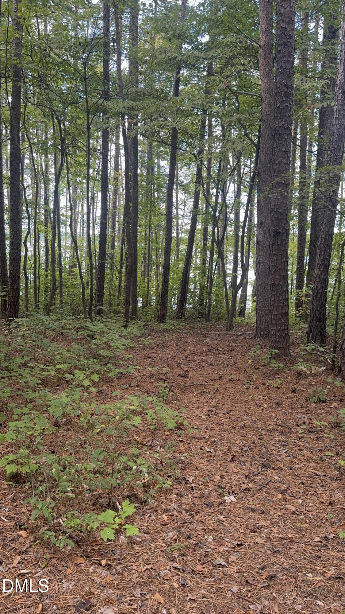 0 New Mayo Drive Roxboro, NC 27574 - Photo 15 of 27 a big yard with trees