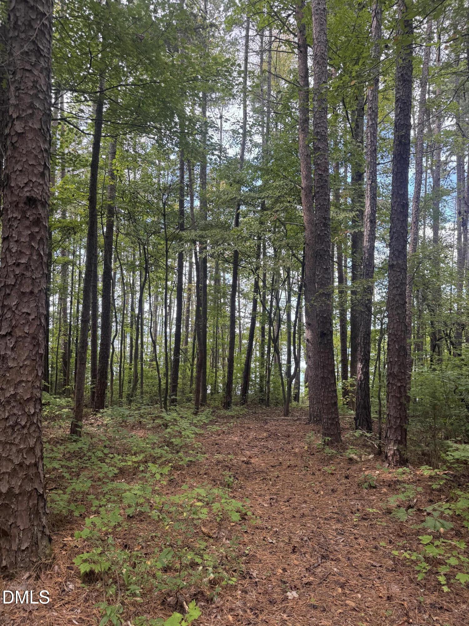 0 New Mayo Drive Roxboro, NC 27574 - Photo 17 of 27 a big yard with trees