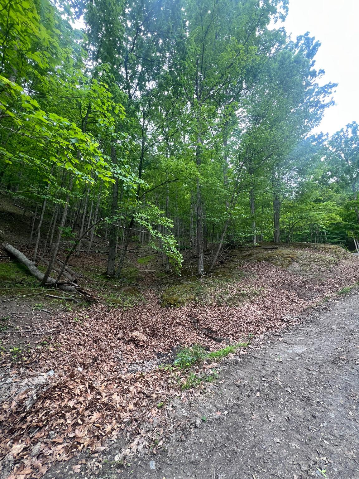Edgar Lane Upper Tract, WV 26866 - Photo 18 of 22 Wooded access area.