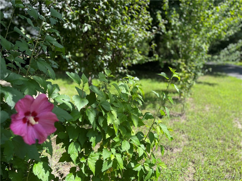 1171 Deep Run Road Cartersville, VA 23027 - Photo 8 of 30 Flowers in Bloom! Come and enjoy!
