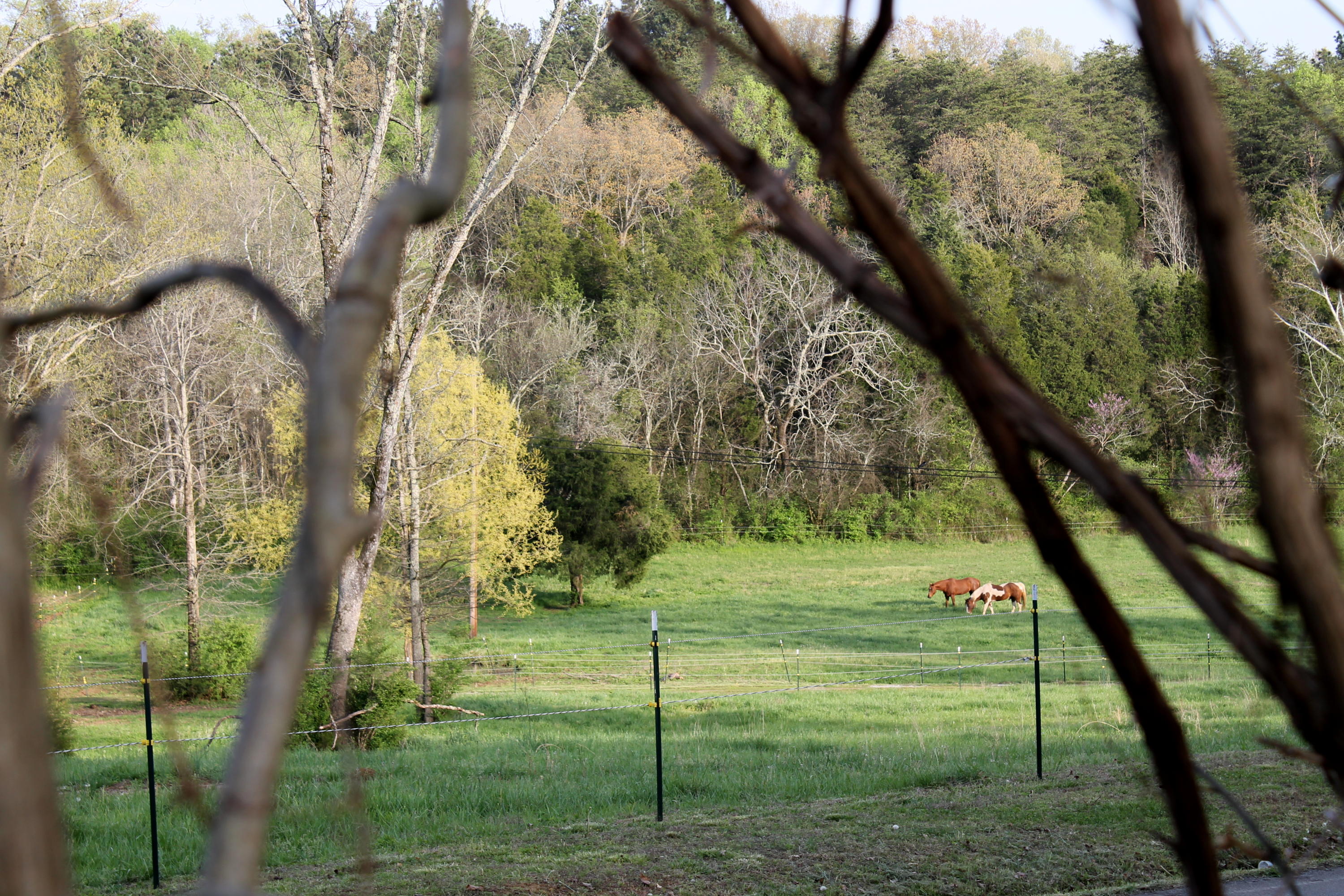 3417 Ralph Phelps Road Louisville, TN 37777 - Photo 29 of 32 Who could ask for anything more?