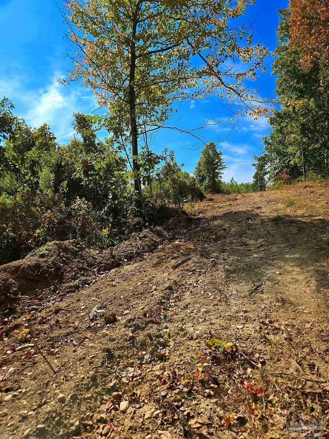 0 County Road Waterloo, AL 35677 - Photo 36 of 51 a view of a large yard with lots of green space