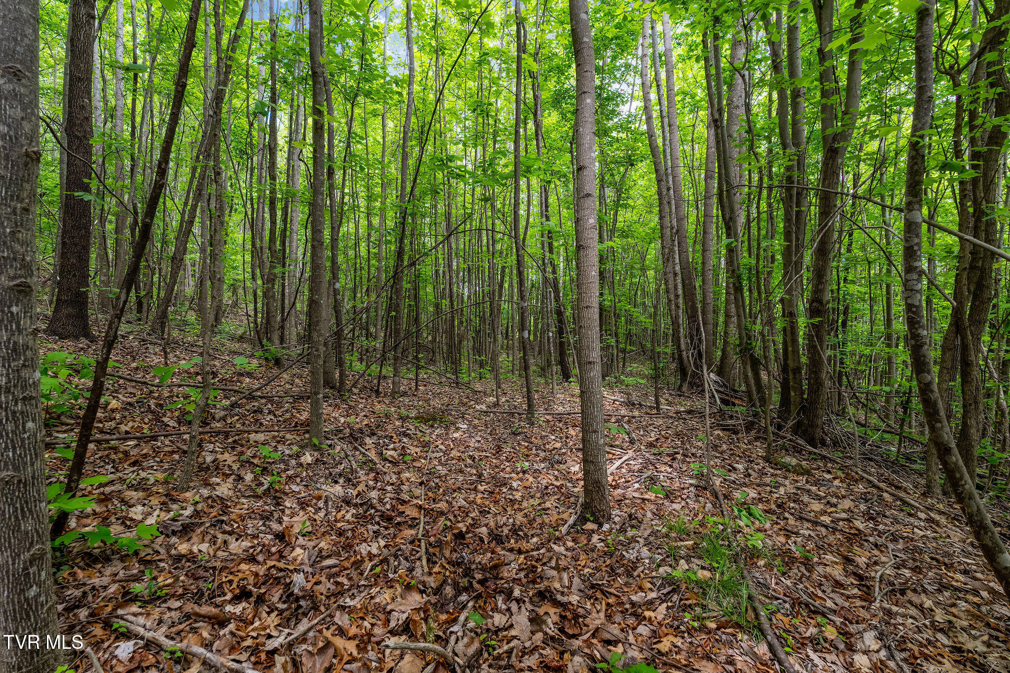 Tbd Wattenbarger Gap Road Greeneville, TN 37745 - Photo 27 of 41 DSC08331