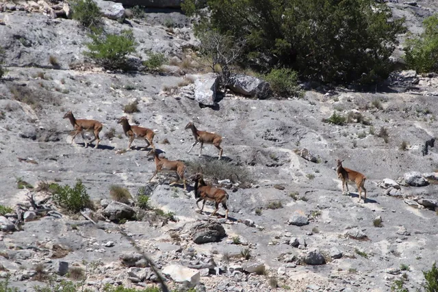 a view of a forest with a street