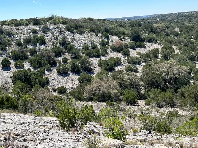 a view of a forest with a tree