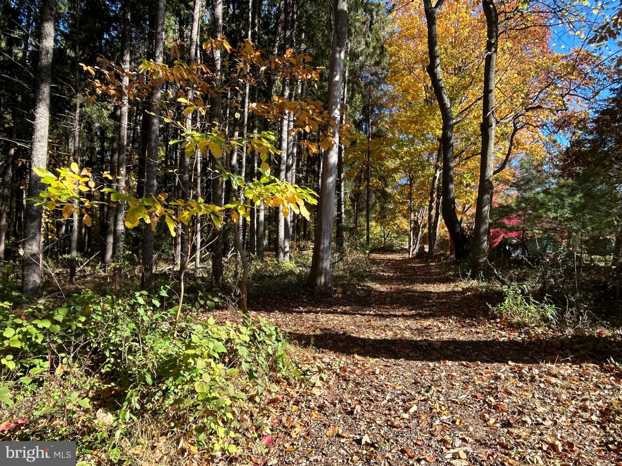 153 Ash Way Doylestown, PA 18901 - Photo 8 of 74 Paths through the woods