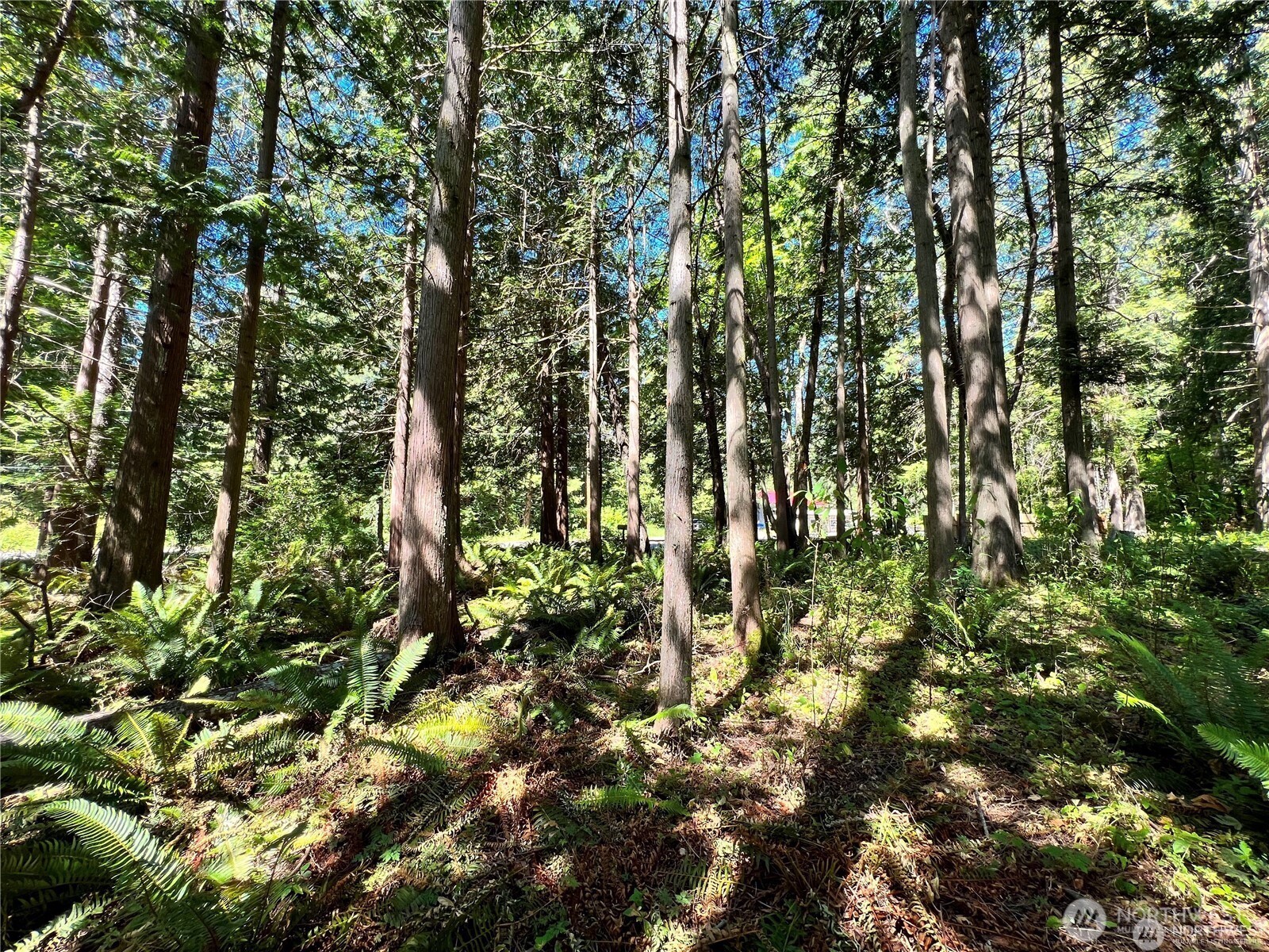 158 Tyee Drive Point Roberts, WA 98281 - Photo 10 of 14 a view of a tree