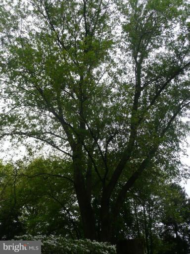 303 Springloch Road Silver Spring, MD 20904 - Photo 19 of 25 Mature Trees
