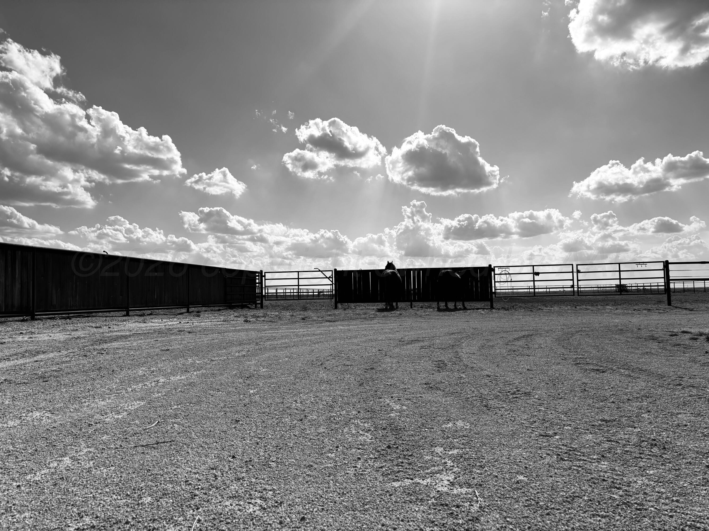 7501 West Fm 1705 Happy, TX 79042 - Photo 44 of 58 bw horse snap