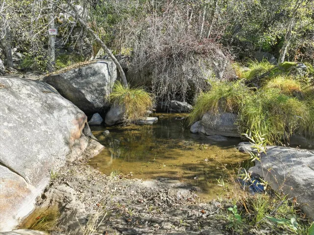 a view of a backyard with potted plants and large tree