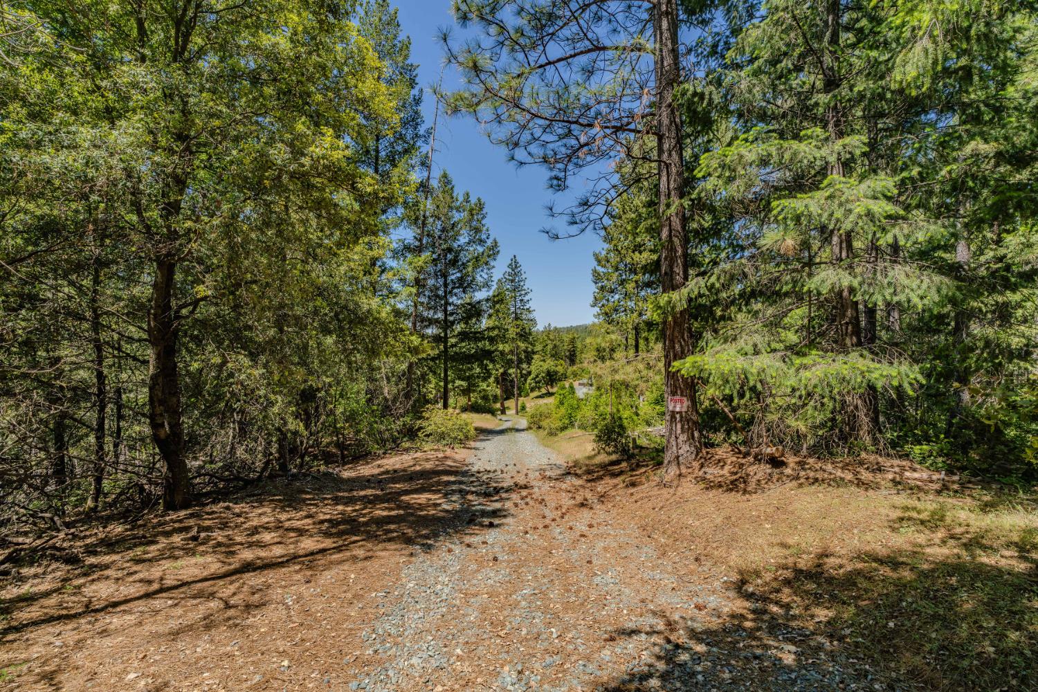 0 Allan Road Volcano, CA 95689 - Photo 4 of 12 a view of a yard with plants and trees