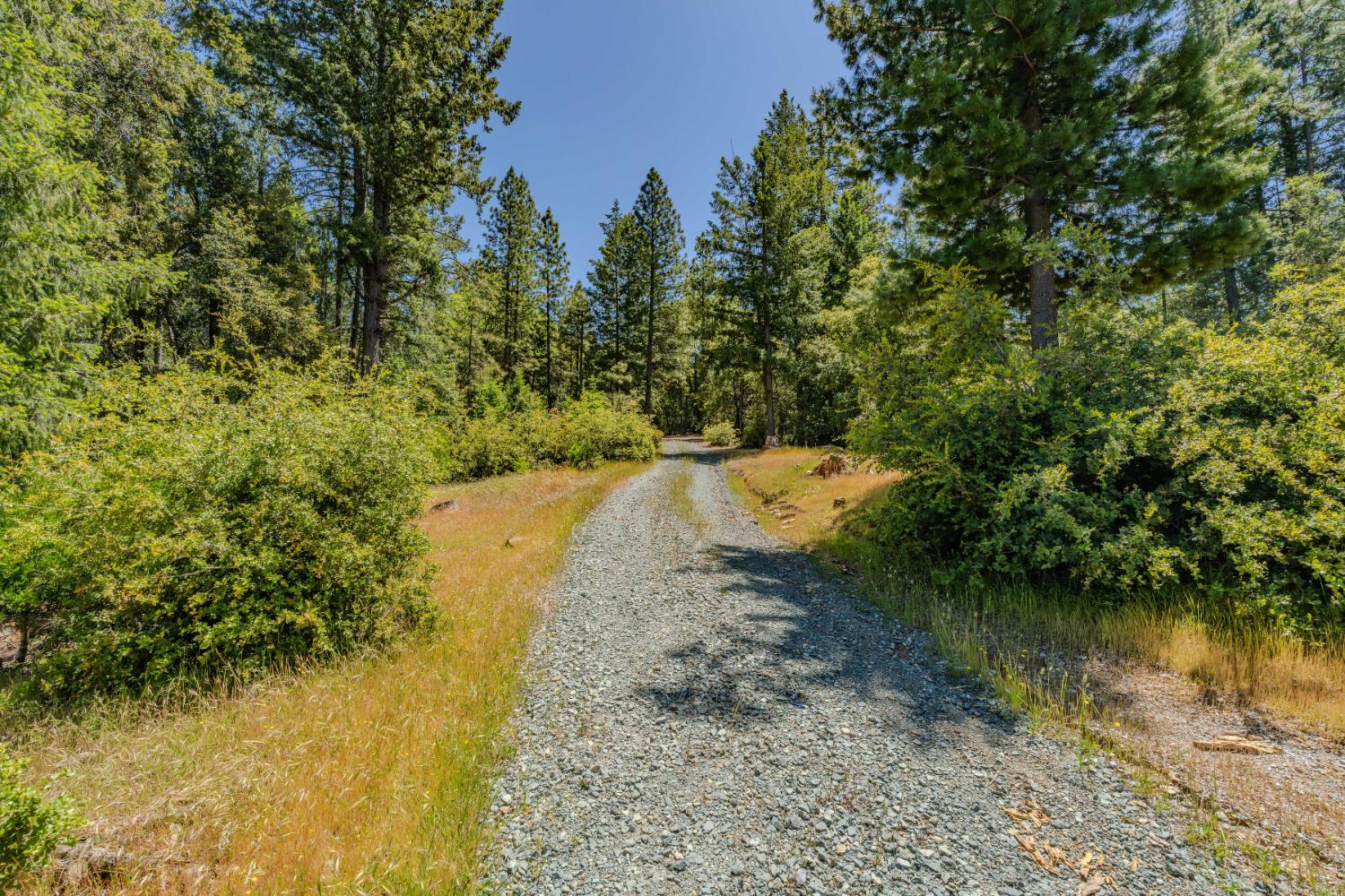 0 Allan Road Volcano, CA 95689 - Photo 7 of 12 a view of a yard with a tree