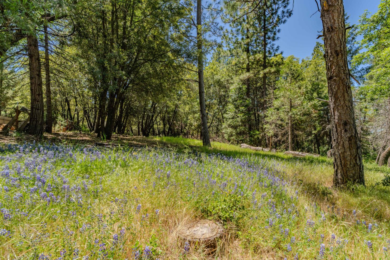 0 Allan Road Volcano, CA 95689 - Photo 9 of 12 a view of outdoor space and yard