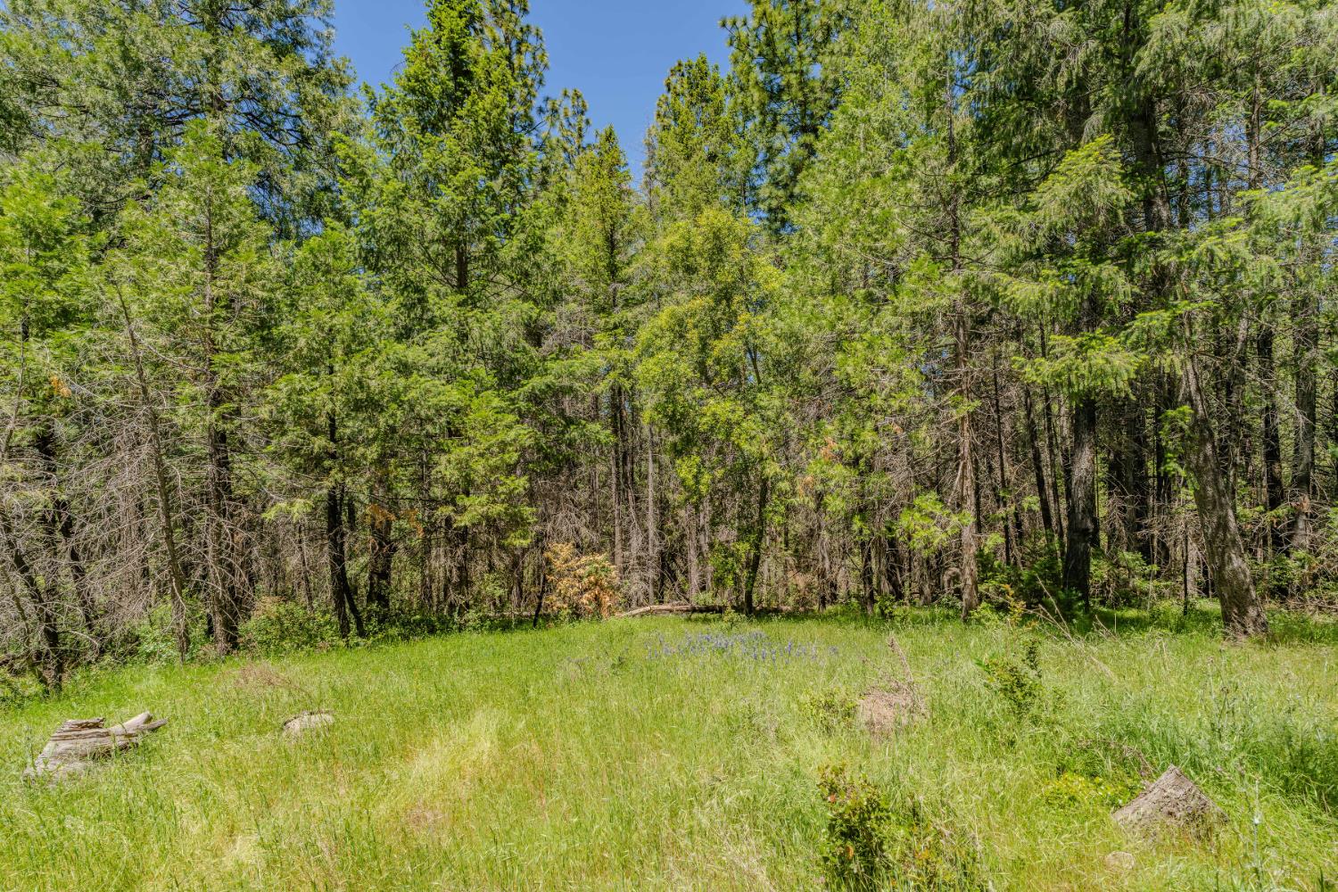 0 Allan Road Volcano, CA 95689 - Photo 10 of 12 a view of yard