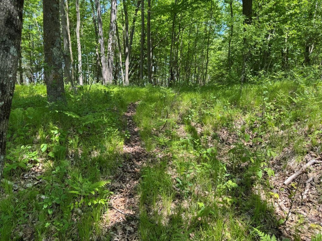 W17810 Eland Road Wittenberg, WI 54499 - Photo 77 of 89