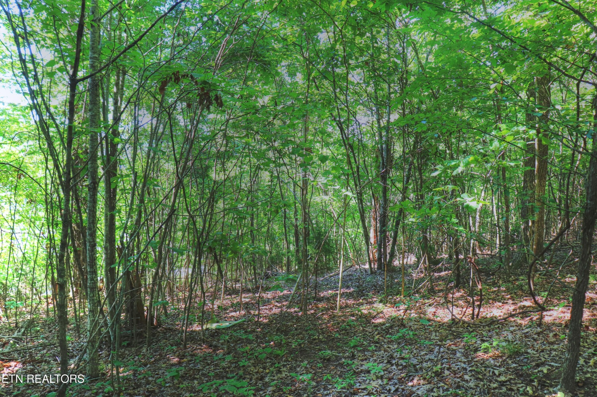 168 Feldspar Road New Tazewell, TN 37825 - Photo 10 of 21 Gallery Image 10
